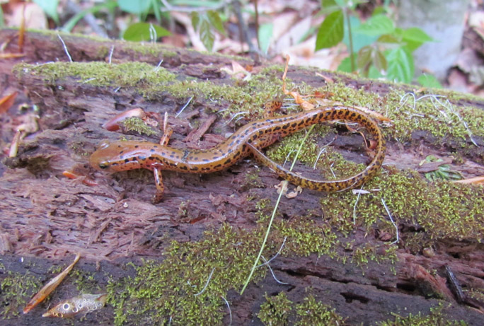 Long=tailed Salamander